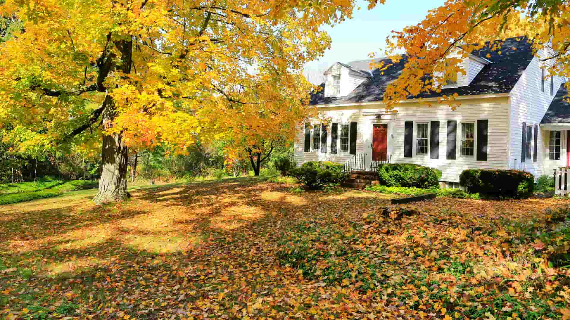 Yard Clean-Up