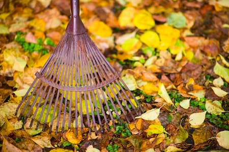 Yard clean up